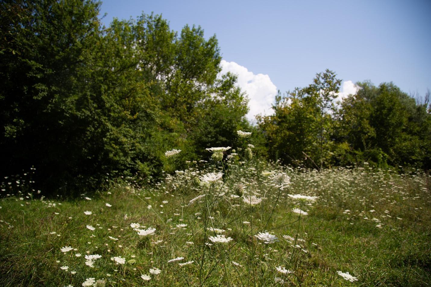 A field of white flowers

Description automatically generated