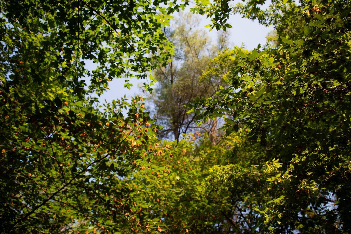 A group of trees with leaves

Description automatically generated