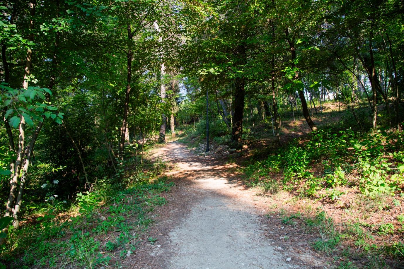 A dirt path through a forest

Description automatically generated