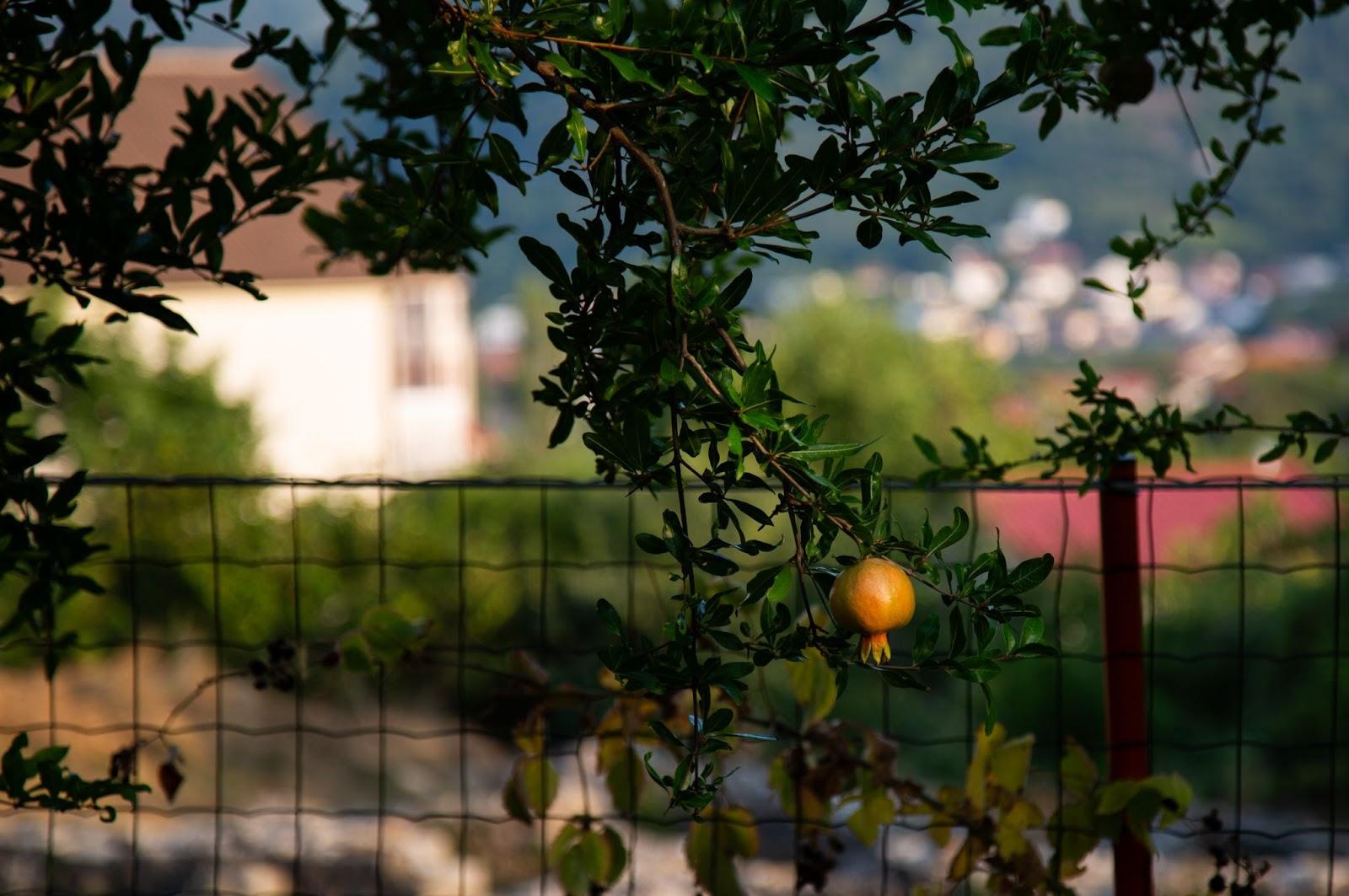 A pomegranate on a tree

Description automatically generated