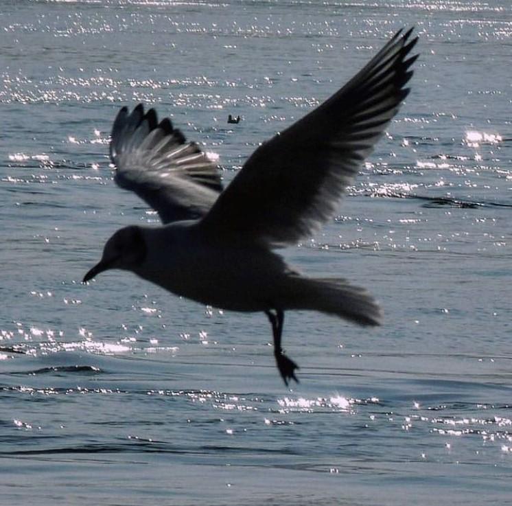 A bird flying over water

Description automatically generated